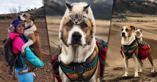 Este adorable dúo Gato y Perro van en épicas aventuras por el mundo