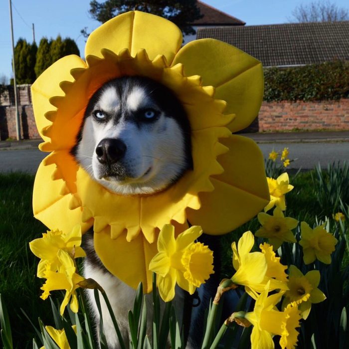 anuko de primavera