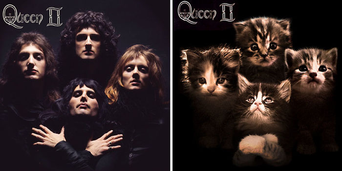 Alguien Ha Recreado Las Portadas De Discos Famosos Con Gatos