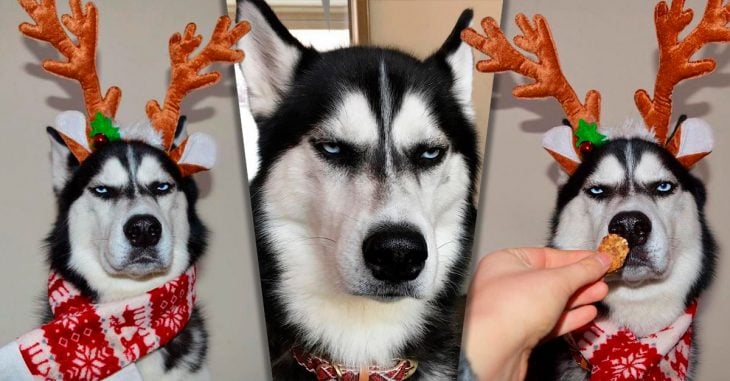 Este husky enojado es protagonista de la más divertida postal navideña