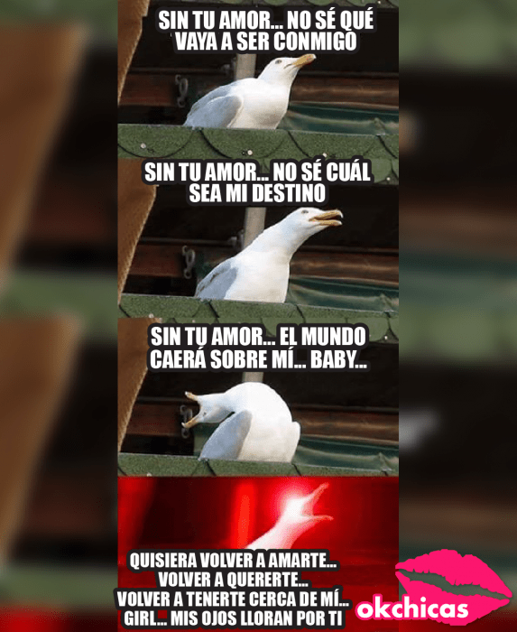 Mejores memes - gaviota cantando sin tu amor no sé qué vaya a ser conmigo, no se cual sea mi destino, el mundo caerá sobre mi baby, quisiera volver a amarte volver a quererte volver a tenerte cerca de mi girl mis ojos lloran por ti