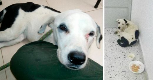 Nube Viajera, la perrita que murió de tristeza tras ser abandonada en un aeropuerto