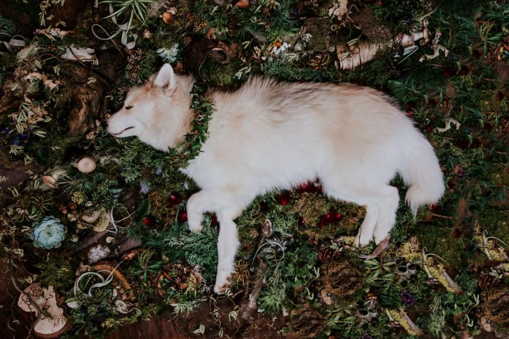 perrito se fue al cielo