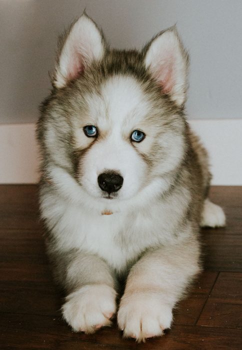 perrito se fue al cielo