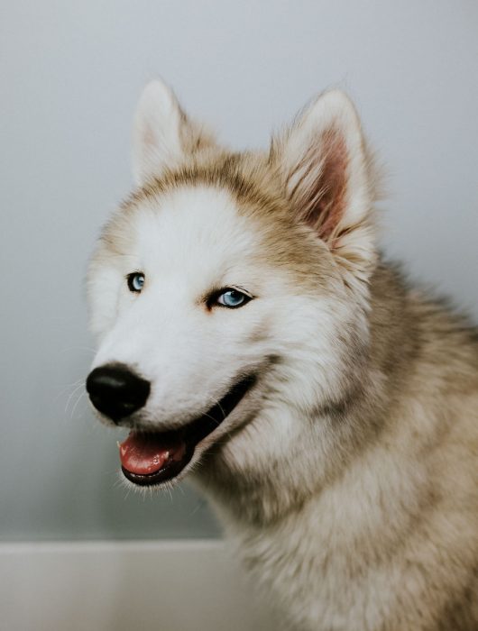 perrito se fue al cielo