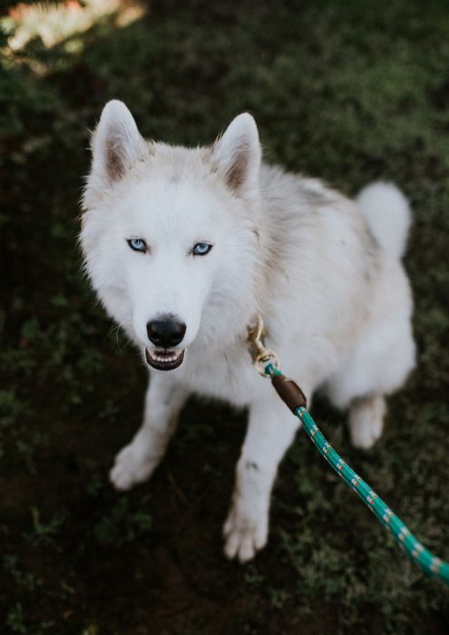 perrito se fue al cielo