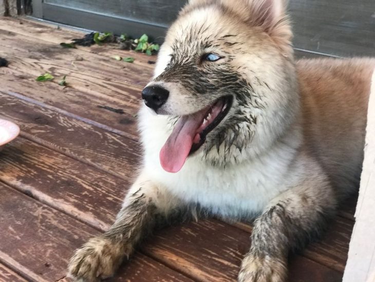 perrito se fue al cielo