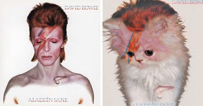 14 Portadas de discos protagonizadas por lindos gatitos; ¡desde Madonna hasta Blondie!