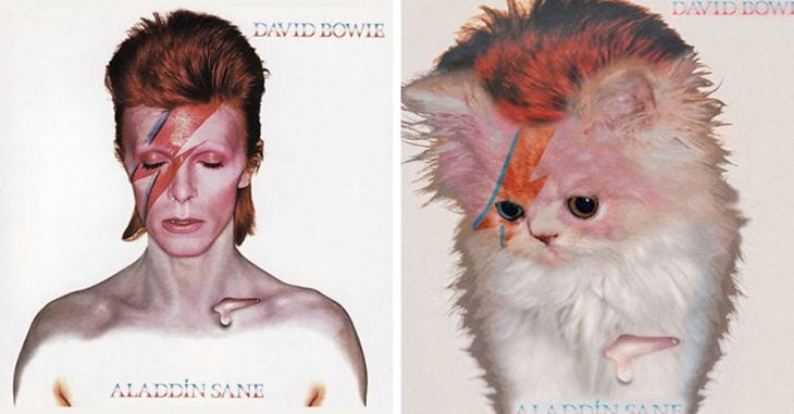 Este chico ha recreado las portadas de discos famosos con gatos; el resultado es adorable