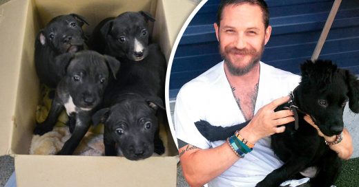 Tom Hardy rescata a unos cachorritos abandonados; es adorable