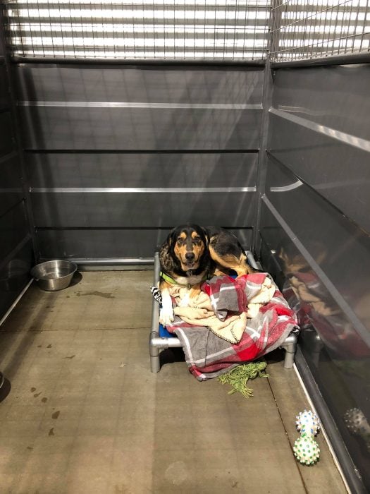 Perro dentro de una jaula en un refugio de animales 