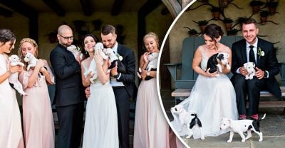 Esta pareja sustituye el ramo por una decena de cachorros rescatados; las fotos son amor puro