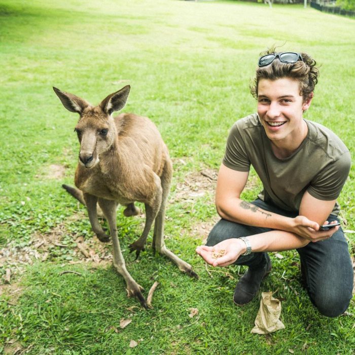  shawn mendes y un canguro