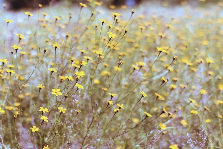 fotografía de flores