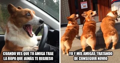 15 Veces en que los perritos corgis representaron nuestra vida a la perfección