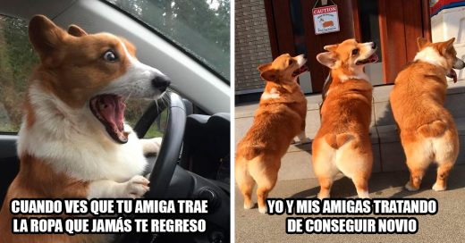 15 imágenes de corgis que funcionan como memes de la vida real