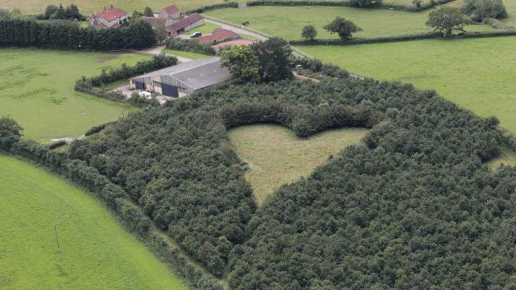 Corazón formado con árboles y con narcisos