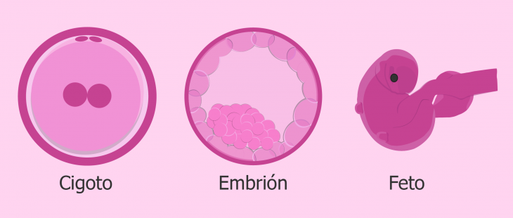ilustración rosa embrión 