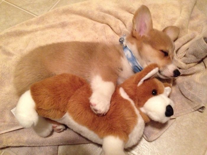 Corgi cachorro abrazando a un corgi de peluche mientras está recostado