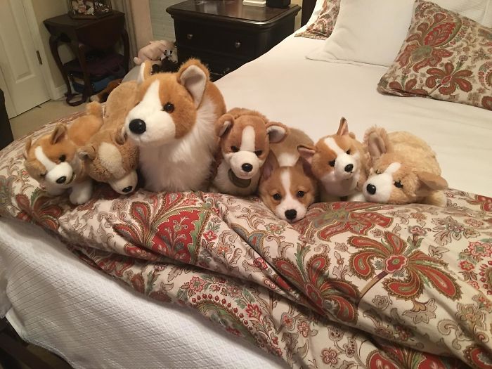 Corgis de peluches y uno real oculto entre ellos 