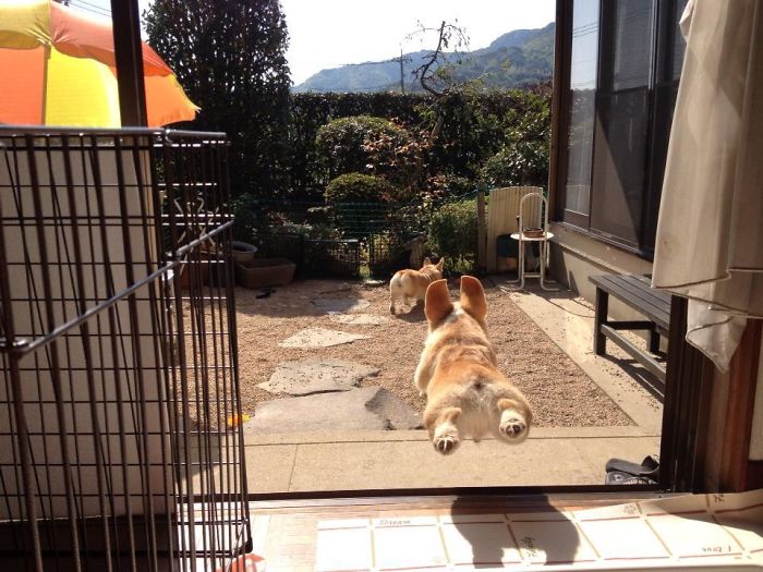 Corgi corriendo y brincando 