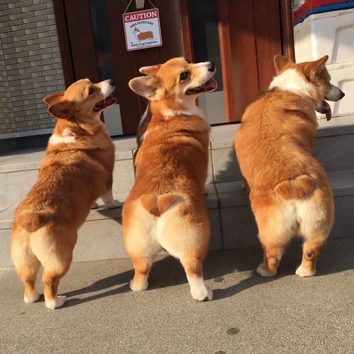 Corgis mostrando su trasero