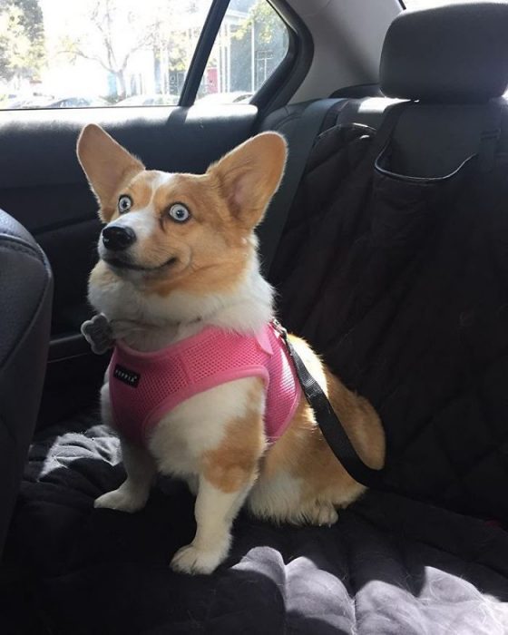 Corgi con los ojos saltones 