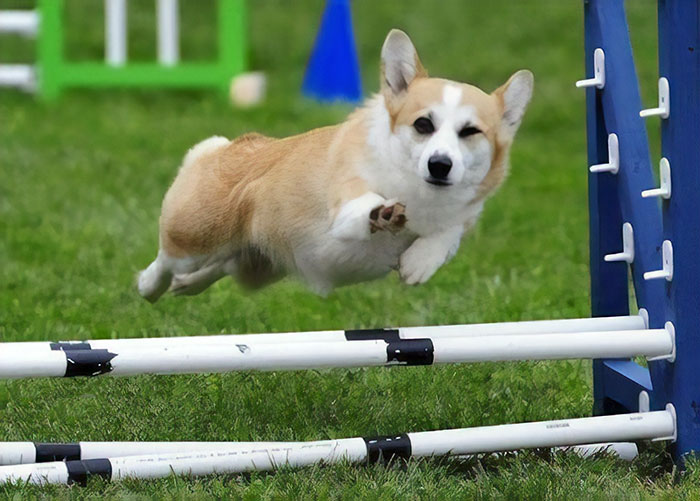 Corgi saltando unas vayas y guiñando el ojo 