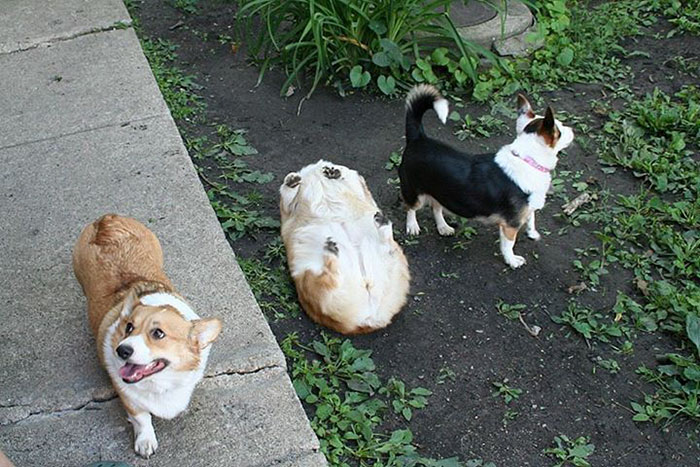 Corgi gordito con la panza boca arriba 