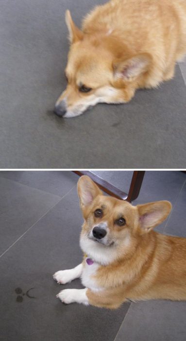 Corgi triste recargado en el suelo 