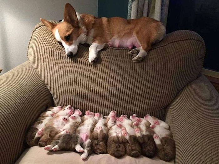 Mamá corgi viendo a sus bebés 