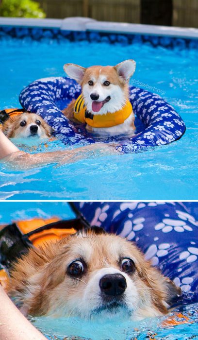 Corgi nadando en un inflable y otro nadando en una piscina 