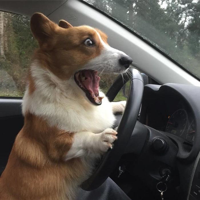 Corgi manejando un auto y sin poder frenar 