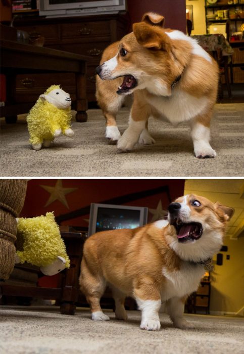 Corgi asustado con un peluche 