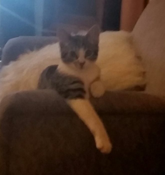 gatito sobre un sofá 