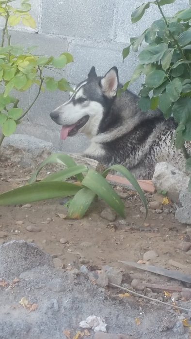 perro husky 