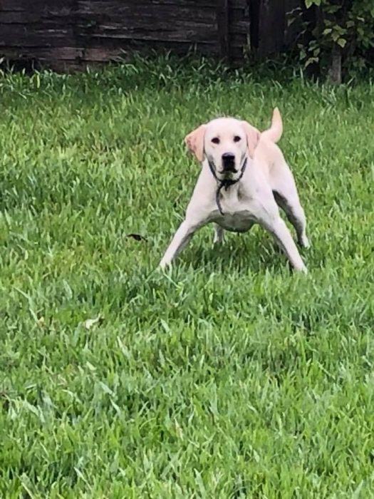 perrito jugando futbol