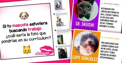 Mascotas buscan trabajo a través de un meme; ¡ahora queremos contratarlos a TODOS!