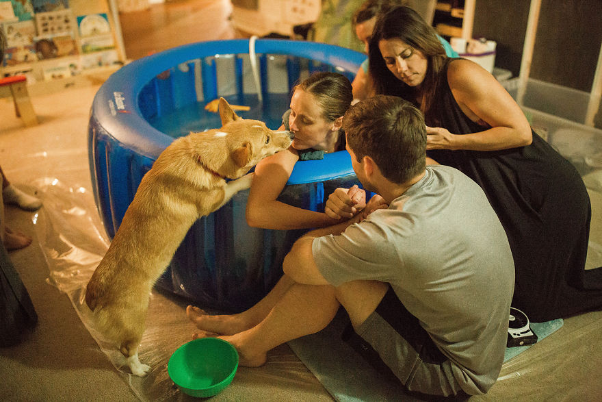 Corgi dandole besos a su dueña a punto de parir 