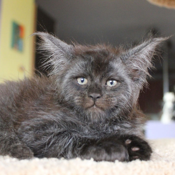 Gatito con rostro humano