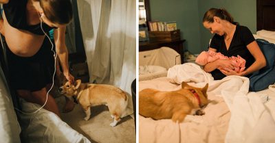La preocupación de un corgui por su dueña dando a luz tiene conmovido a todo Internet