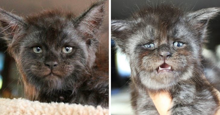 Este gatito con un peculiar rostro "humano" ha conquistado a todo Internet