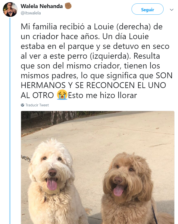 Comentarios en twitter sobre personas que tienen perros 