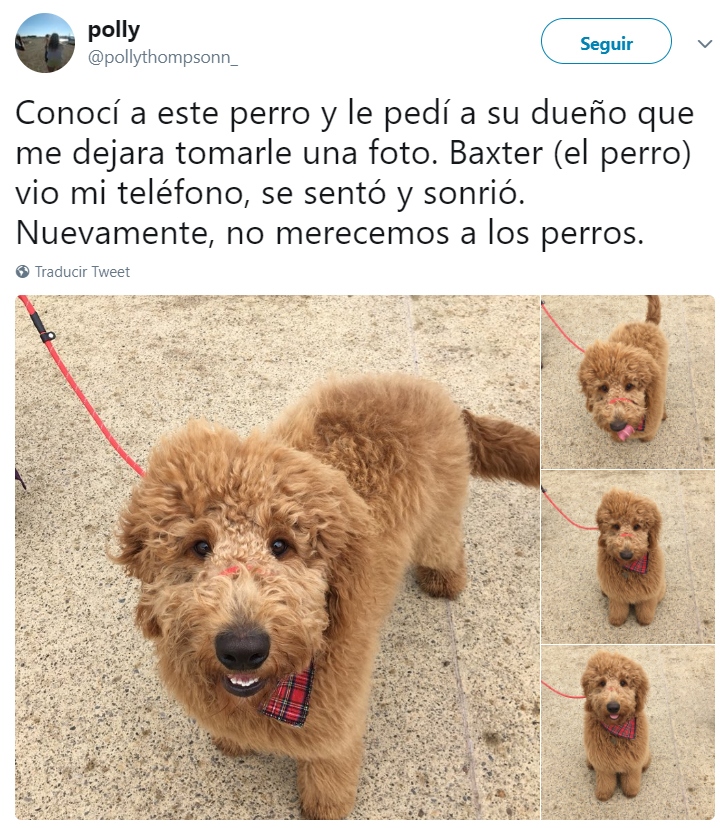 Comentarios en twitter sobre personas que tienen perros 