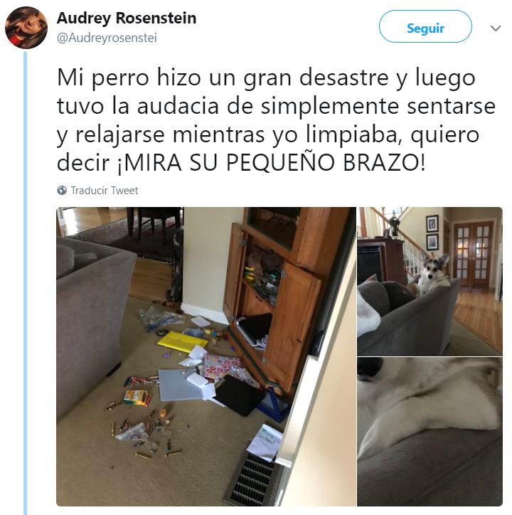 Comentarios en twitter sobre personas que tienen perros 