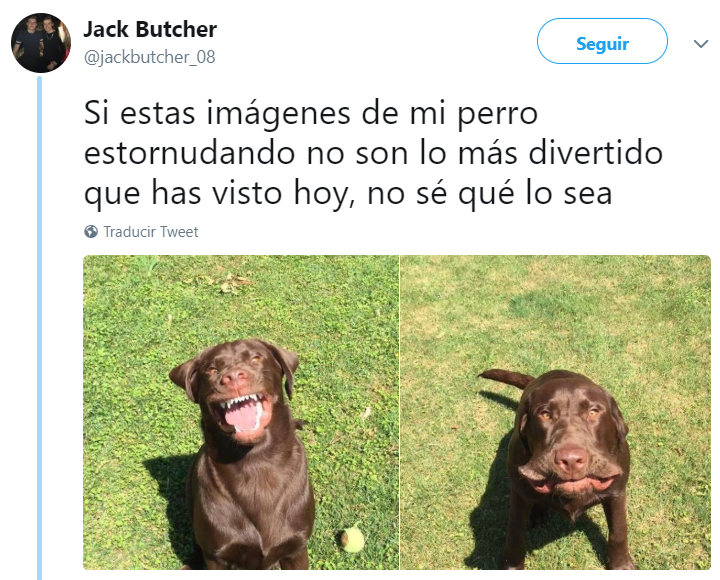 Comentarios en twitter sobre personas que tienen perros 