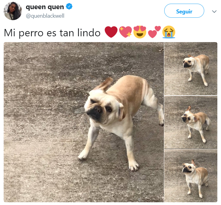 Comentarios en twitter sobre personas que tienen perros 