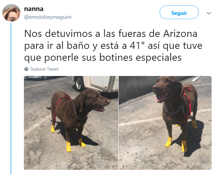 Comentarios en twitter sobre personas que tienen perros 