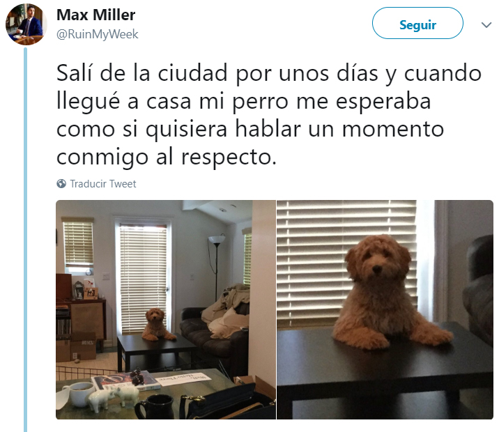 Comentarios en twitter sobre personas que tienen perros 