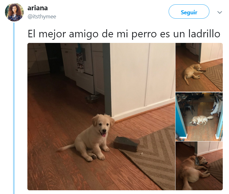 Comentarios en twitter sobre personas que tienen perros 